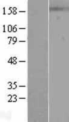 Western Blot: Patched 1/PTCH Overexpression Lysate [NBL1-14924]