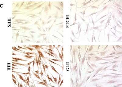 Immunocytochemistry/ Immunofluorescence: Patched 1/PTCH Antibody - BSA Free [NB200-118]