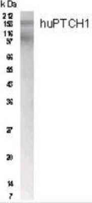 Western Blot: Patched 1/PTCH AntibodyBSA Free [NB200-118]