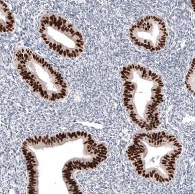 Immunohistochemistry-Paraffin: Pax2 Antibody (CL9469) [NBP2-88934]