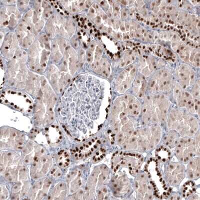 Immunohistochemistry-Paraffin: Pax2 Antibody (CL9469) [NBP2-88934]