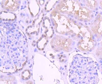 Immunohistochemistry-Paraffin: Pax2 Antibody (JJ082-08) [NBP2-67849]