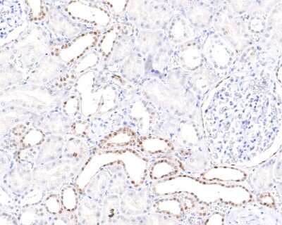Immunohistochemistry-Paraffin: Pax2 Antibody (JJ082-08) [NBP2-67849]