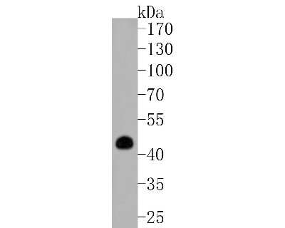 Western Blot: Pax2 Antibody (JJ082-08) [NBP2-67849]