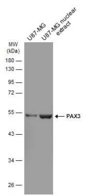 Western Blot: Pax3 Antibody (GT2411) [NBP3-13612]