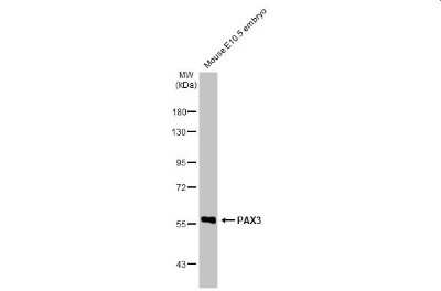 Western Blot: Pax3 Antibody (HL160) [NBP3-13661]