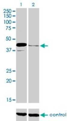 Western Blot: Pax5/BSAP Antibody (8F9) [H00005079-M01]