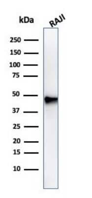 Western Blot: Pax5/BSAP Antibody (PAX5/3735)Azide and BSA Free [NBP3-08418]