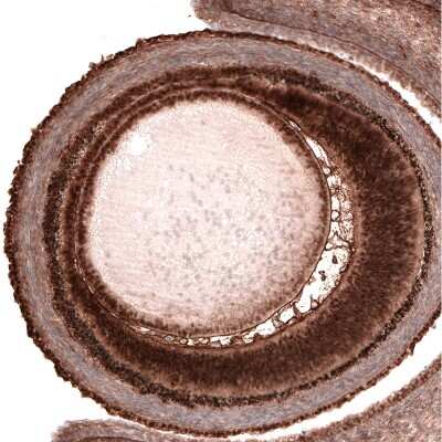 Immunohistochemistry-Paraffin: Pax6 Antibody (CL5414) [NBP2-61411]