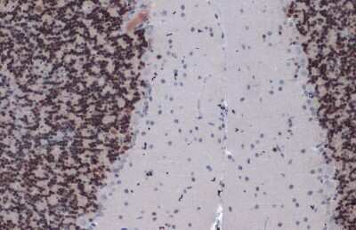 Immunohistochemistry-Paraffin: Pax6 Antibody (GT9412) [NBP3-13636]
