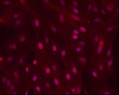 Immunocytochemistry/ Immunofluorescence: Pax6 Antibody [NB300-750]