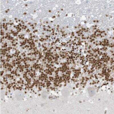 Immunohistochemistry-Paraffin: Pax6 Antibody [NBP1-89100]