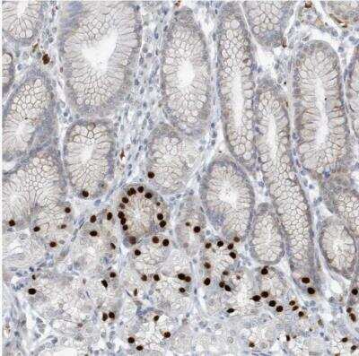 Immunohistochemistry-Paraffin: Pax6 Antibody [NBP1-89100]