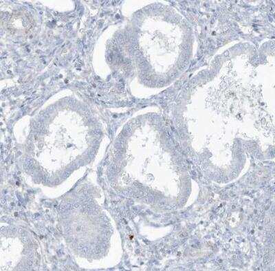 Immunohistochemistry-Paraffin: Pax6 Antibody [NBP1-89100]