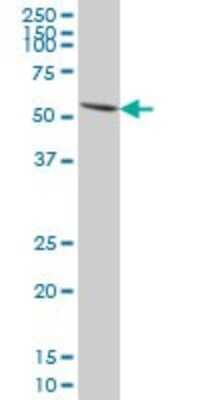 Western Blot: Pax7 Antibody (3H1) [H00005081-M06]
