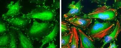 Immunocytochemistry/ Immunofluorescence: Paxillin Antibody (GT722) [NBP3-13562]