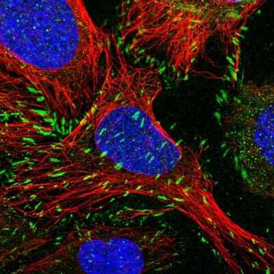 Immunocytochemistry/ Immunofluorescence: Paxillin Antibody [NBP2-57097]