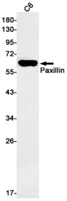 Western Blot: Paxillin Antibody (S04-3C3) [NBP3-20046]
