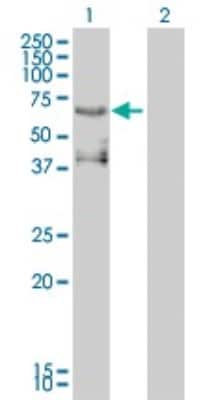 Western Blot: Pea3 Antibody (3G9-1B9) [H00002118-M01]