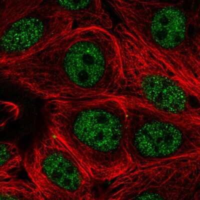 Immunocytochemistry/ Immunofluorescence: Pecanex Antibody [NBP2-58037]