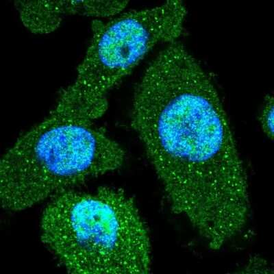 Immunocytochemistry/ Immunofluorescence: Peflin Antibody [NBP2-56626]