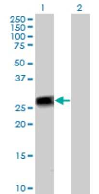 Western Blot: Peflin Antibody [H00553115-B01P]