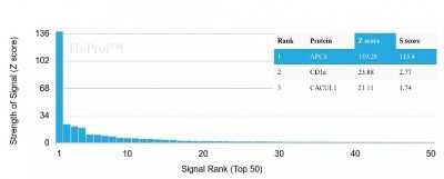 Protein Array: Pentraxin 2/SAP Antibody (APCS/3240) [NBP2-79714]