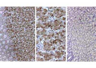 Immunohistochemistry-Paraffin: Pepsin Antibody [NBP2-44230]