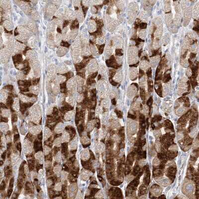Immunohistochemistry-Paraffin: Pepsinogen C/PGC/Progastricsin Antibody [NBP1-91012]