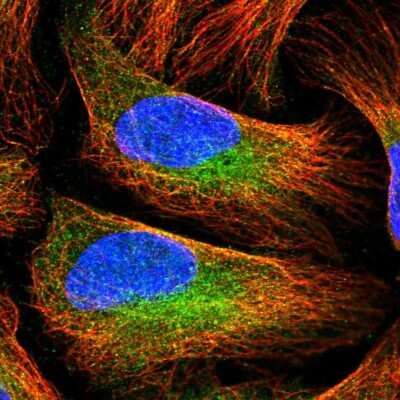 Immunocytochemistry/ Immunofluorescence: Peptidylglycine alpha-Amidating Monooxygenase/PAM Antibody [NBP2-34075]