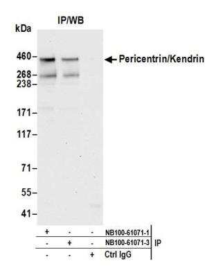 Immunoprecipitation: Pericentrin Antibody [NB100-61071]