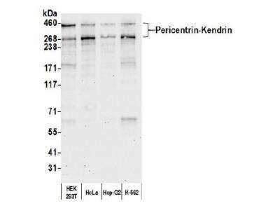 Western Blot: Pericentrin Antibody [NB100-61071]
