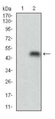 Western Blot: Perilipin-2/ADFP Antibody (2C5A3)Azide and BSA Free [NBP2-80907]
