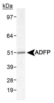 Western Blot Detection of Perilipin-2/ADFP in Mouse Liver Lysate