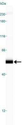 Simple Western: Perilipin-3/TIP47 Antibody [NB110-40765]