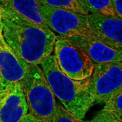 Immunocytochemistry/ Immunofluorescence: Perilipin-4 Antibody [NBP2-38731]