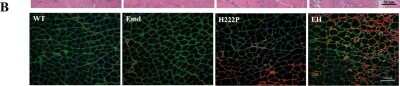 Immunocytochemistry/ Immunofluorescence: Periostin/OSF-2 Antibody - C-terminus - Azide and BSA Free [NBP1-30042]