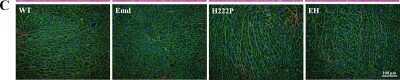 Immunocytochemistry/ Immunofluorescence: Periostin/OSF-2 Antibody - C-terminus - Azide and BSA Free [NBP1-30042]