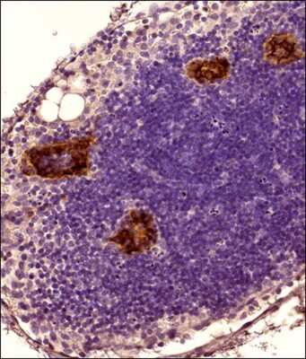 Immunohistochemistry-Paraffin: Peripheral Node Addressin Antibody (MECA-79) - Non-Recombinant Monoclonal [NB100-77673]