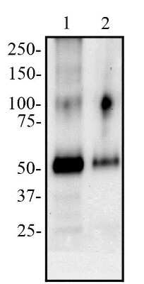 Western Blot: Peripheral Node Addressin Antibody (MECA-79)Non-Recombinant Monoclonal [NB100-77673]