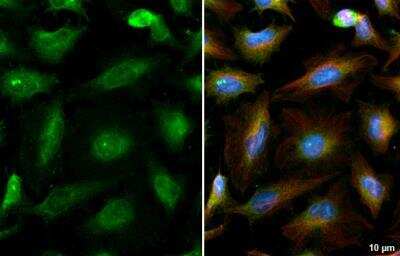 Immunocytochemistry/ Immunofluorescence: Peroxiredoxin 1 Antibody [NBP1-30973]