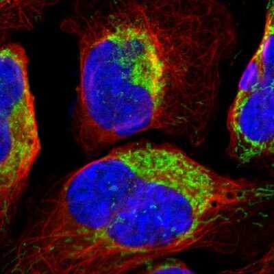 Immunocytochemistry/ Immunofluorescence: Peroxiredoxin 1 Antibody [NBP1-82558]