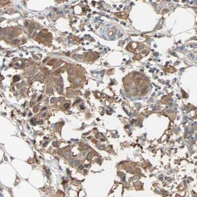 Immunohistochemistry-Paraffin: Peroxiredoxin 1 Antibody [NBP1-82558]