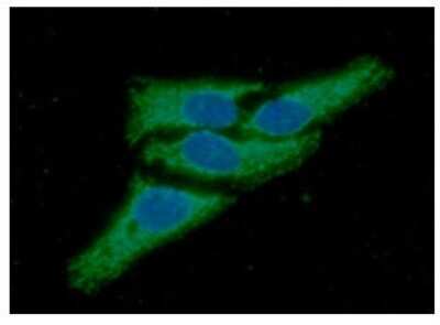 Immunocytochemistry/ Immunofluorescence: Peroxiredoxin 3 Antibody (1F8) - BSA Free [NBP2-59425]