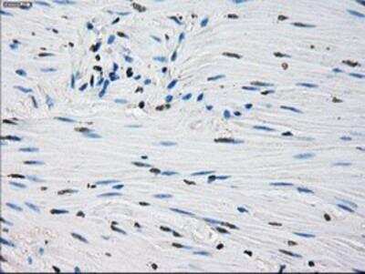 Immunohistochemistry-Paraffin: Peroxiredoxin 4 Antibody (OTI9A3) [NBP2-02117]