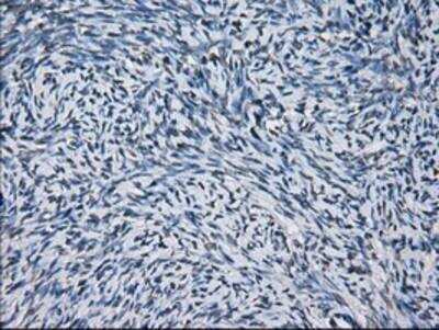 Immunohistochemistry-Paraffin: Peroxiredoxin 4 Antibody (OTI9A3) [NBP2-02117]