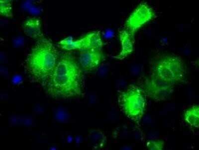 Immunocytochemistry/ Immunofluorescence: Peroxiredoxin 4 Antibody (OTI9A3) - Azide and BSA Free [NBP2-73338]