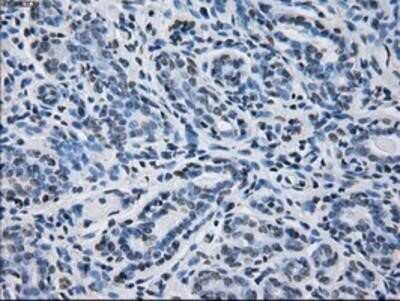 Immunohistochemistry: Peroxiredoxin 4 Antibody (OTI9A3) - Azide and BSA Free [NBP2-73338]
