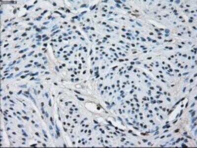 Immunohistochemistry: Peroxiredoxin 4 Antibody (OTI9A3) - Azide and BSA Free [NBP2-73338]
