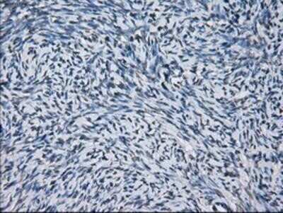 Immunohistochemistry: Peroxiredoxin 4 Antibody (OTI9A3) - Azide and BSA Free [NBP2-73338]